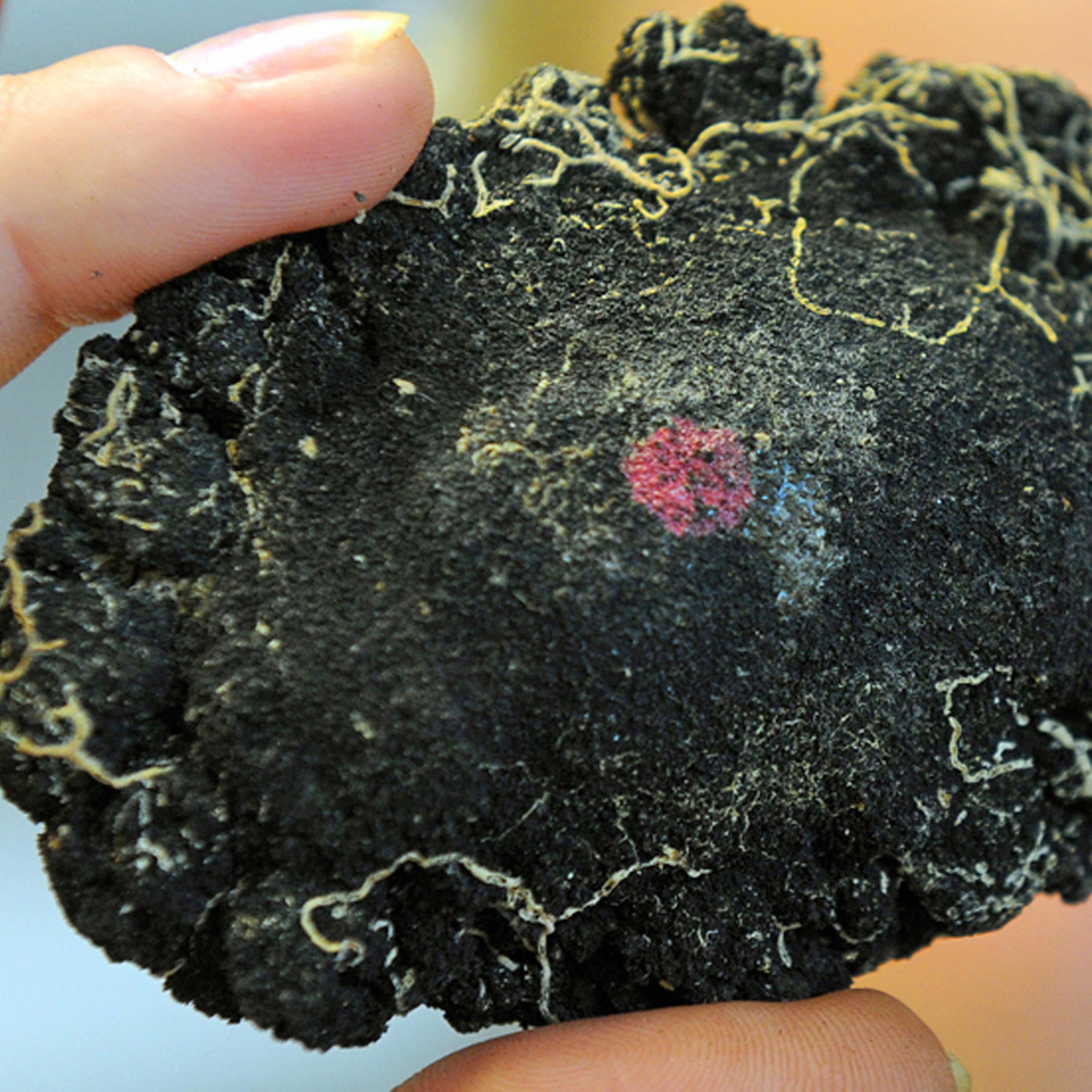 Synapsen – ein Wissenschaftspodcast