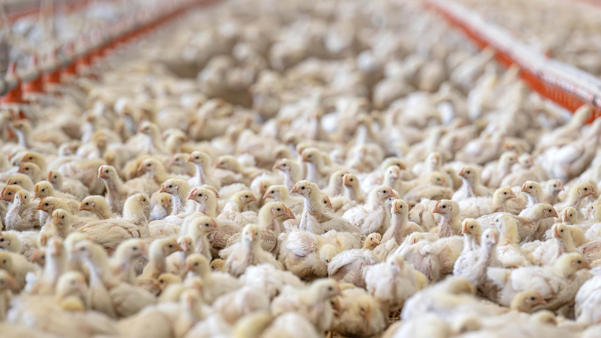Masthähnchen der Rasse Hubbard 757 stehen in einem Stall mit den Vorgaben der Haltungsform des niederländischen Systems „Beter Leven 1 Ster“. | picture alliance/dpa | Sina Schuldt