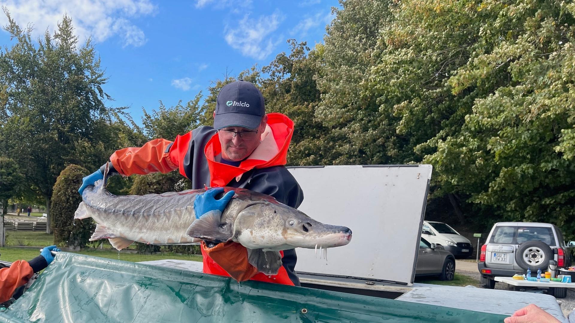 Baltischer Stör wird wiederangesiedelt: Vier Tiere in Sassnitz ausgesetzt