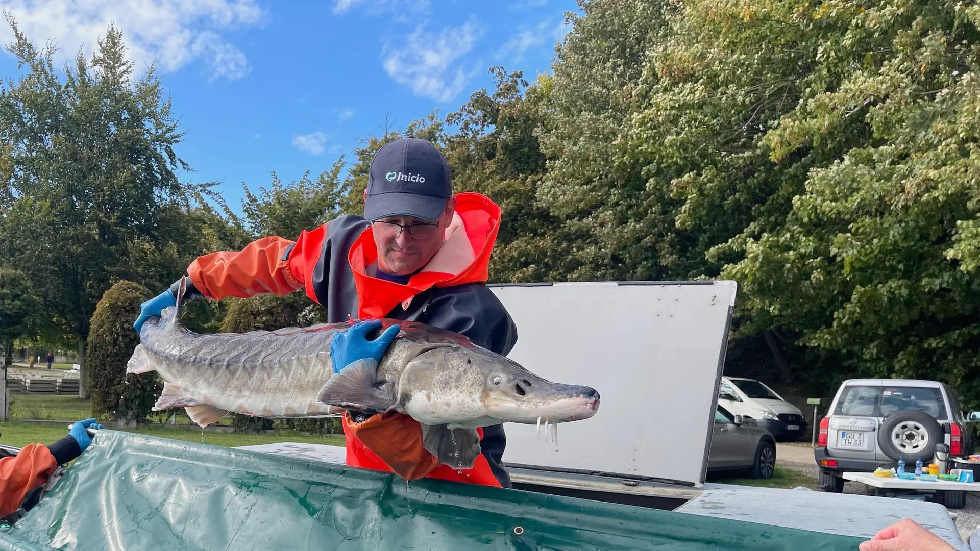 Baltischer Stör wird wiederangesiedelt: Vier Tiere in Sassnitz ...