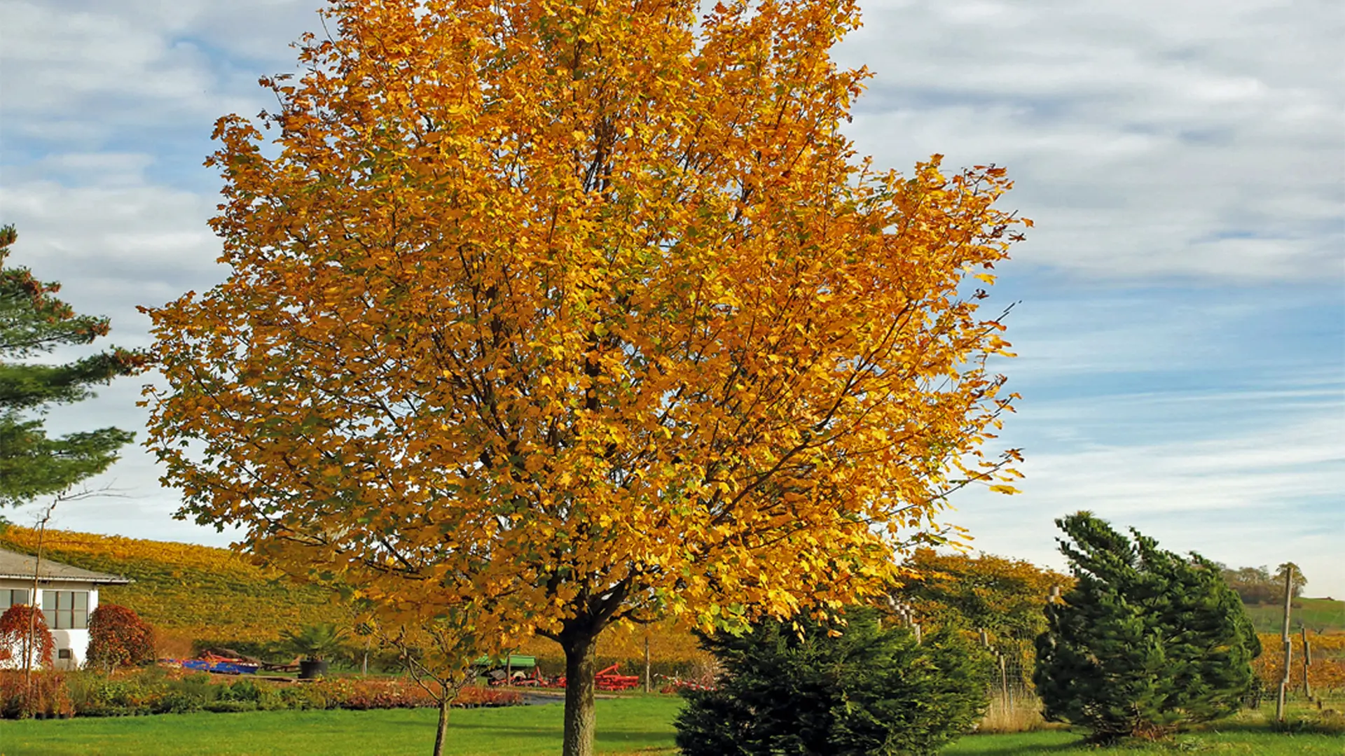 Der Feldahorn (Acer campestre) | ndr.de