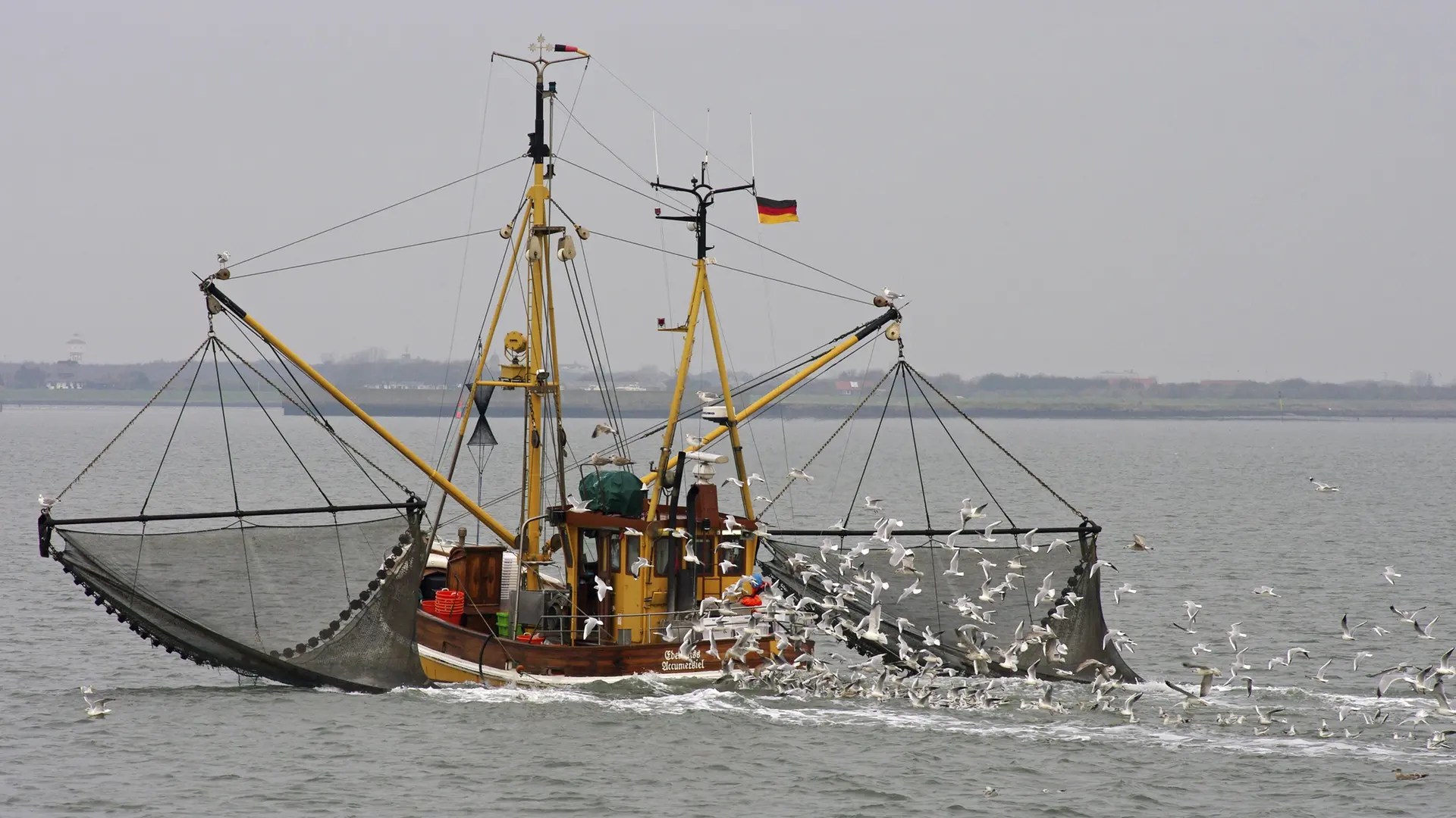 Nordsee-Krabbenfischer: Bund bietet Geld für Job-Ausstieg