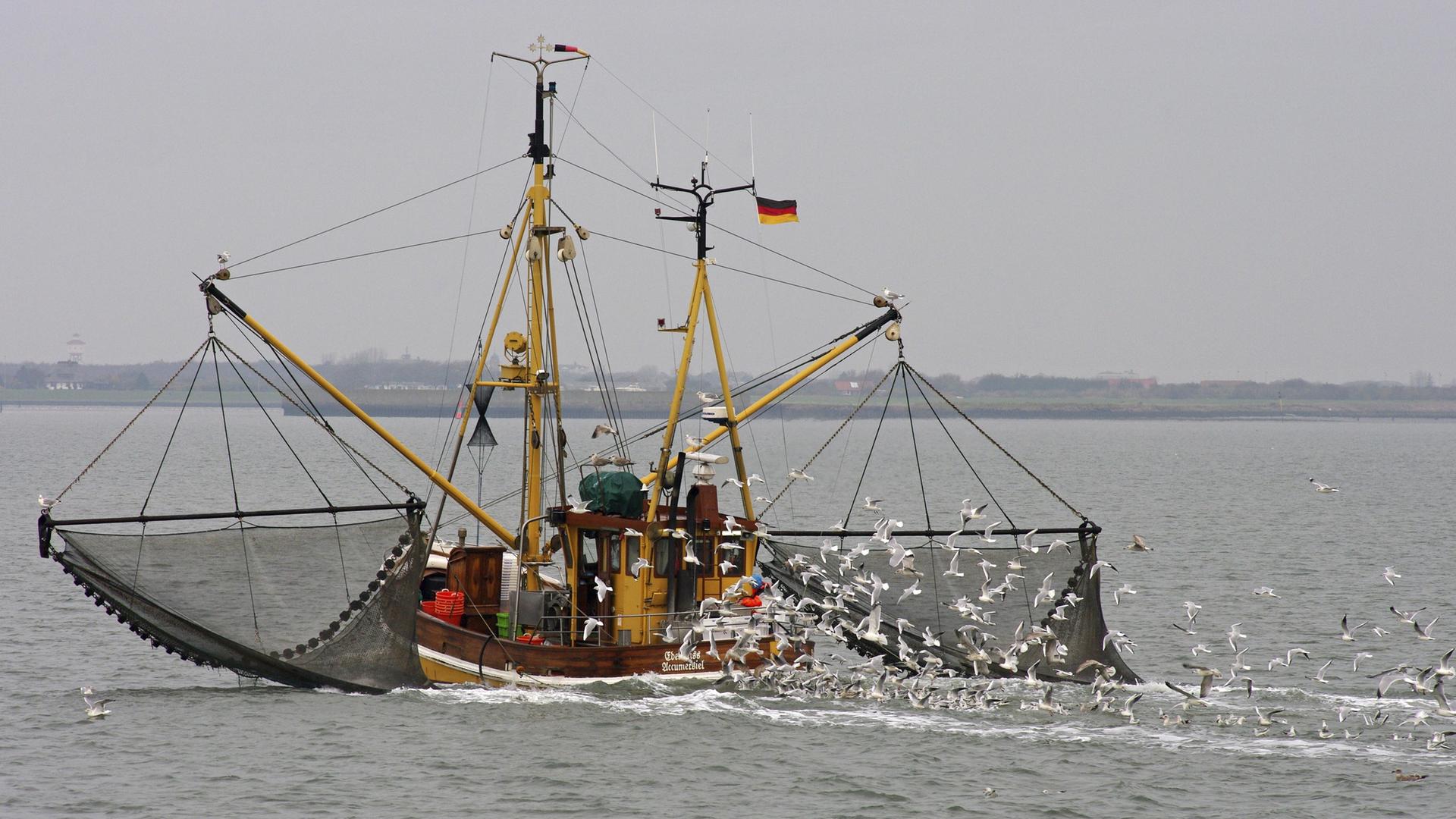 Ein Krabbenkutter fährt auf der Nordsee, Möwen sind um die Netze herum in der Luft. | picture alliance / imageBROKER | Anja Uhlemeyer-Wrona