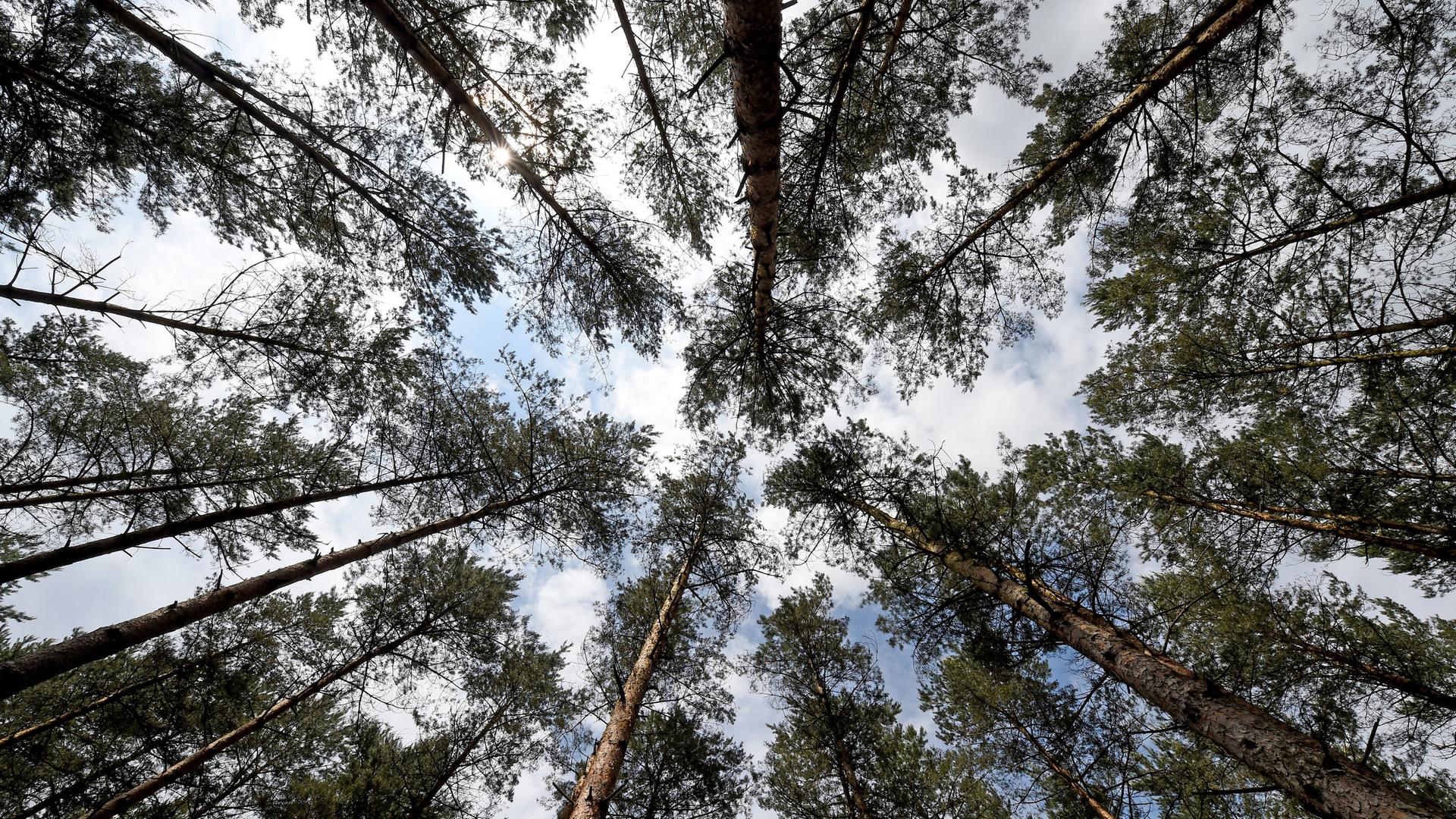 Blick von unten in die Kronen von Douglasien | picture alliance / dpa | Holger Hollemann