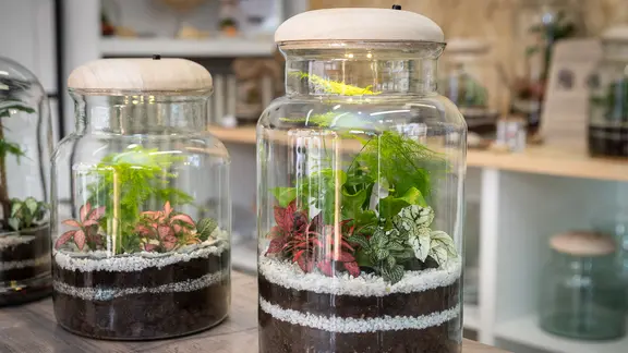 Zwei Flaschengärten auf einem Tisch. | Colourbox, Beatrice Preve Zwei Flaschengärten auf einem Tisch.