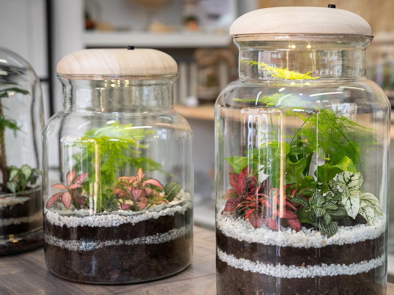 Flaschengarten anlegen: Ideen fr Pflanzen im Glas | ndr.de