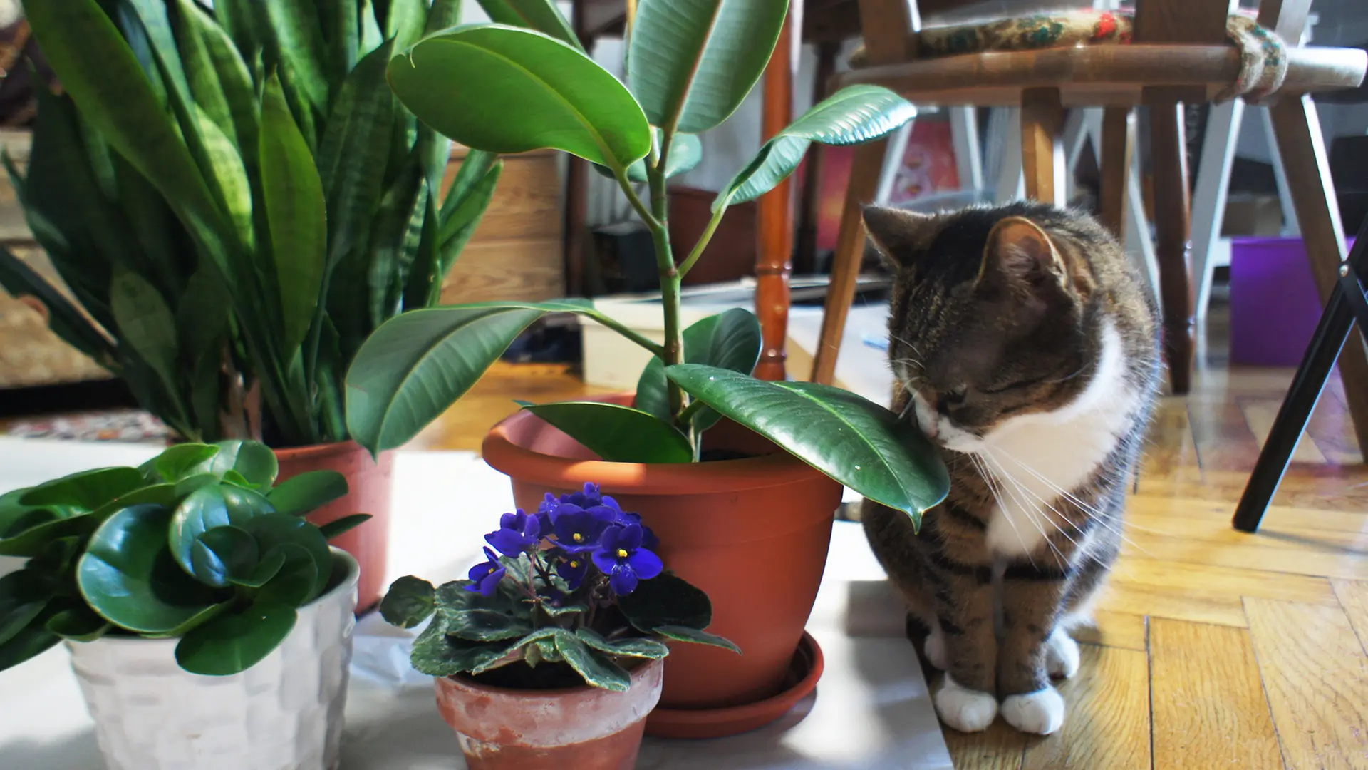 Vorsicht: Giftige Zimmerpflanzen fr Katzen | ndr.de
