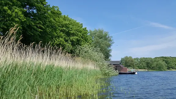 Schilfkraut am Ufer des Schaalsees.