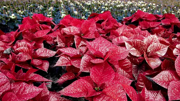 Weihnachtsstern verliert Bltter: Was hilft dagegen? | ndr.de