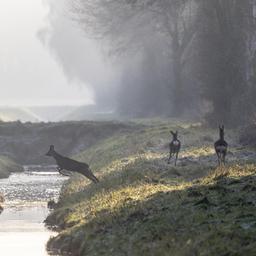 Rehe (Capreolus capreolus) überspringen einen Graben im Emsland.
