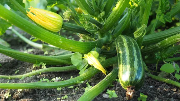 Eine gestreifte Zucchini wächst in einem Gemüsegarten.