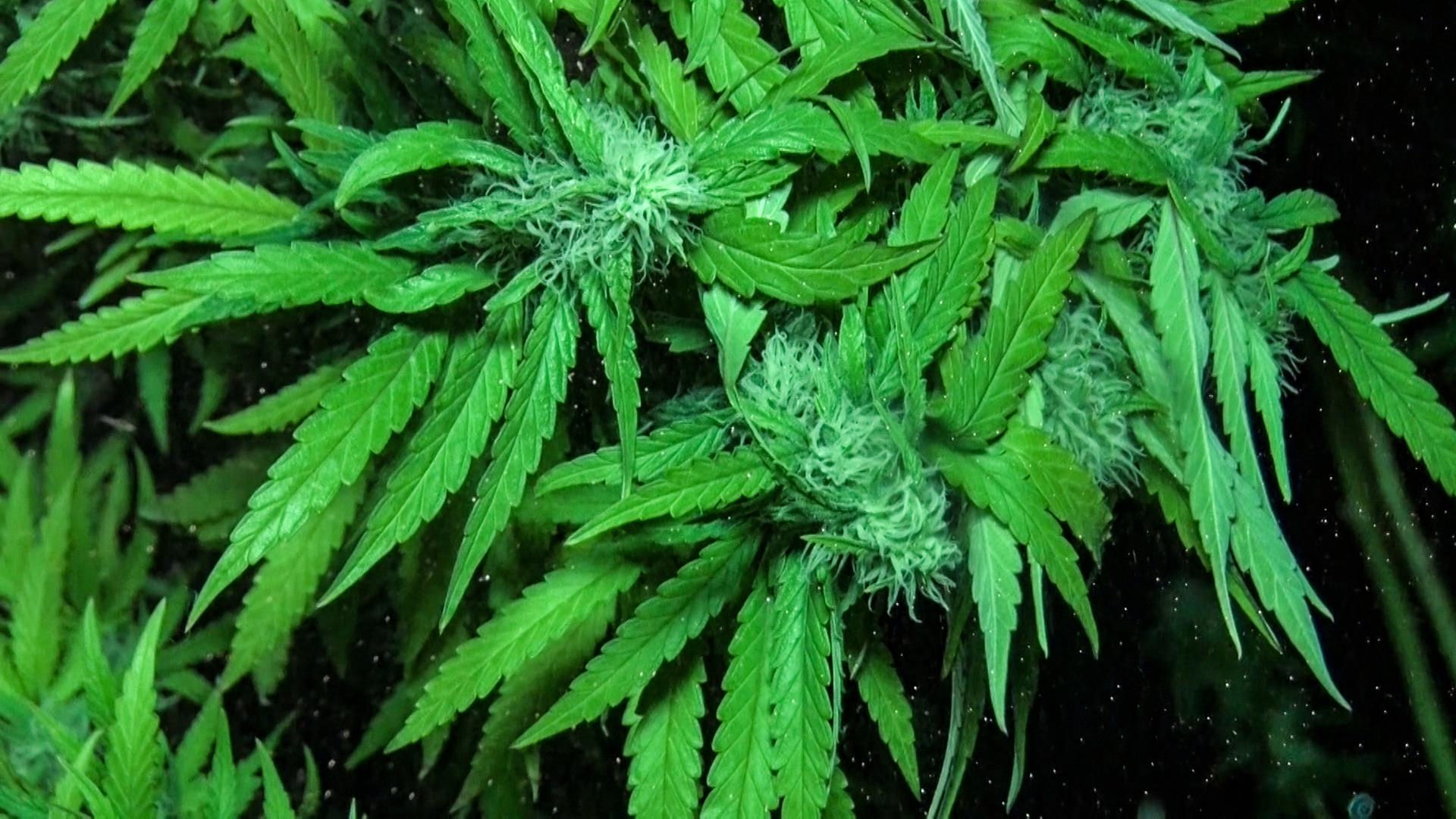 Neustrelitzer mit 1,5 Kilogramm Cannabis im Rucksack