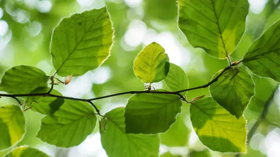 Die Rotbuche (Fagus sylvtica) | ndr.de