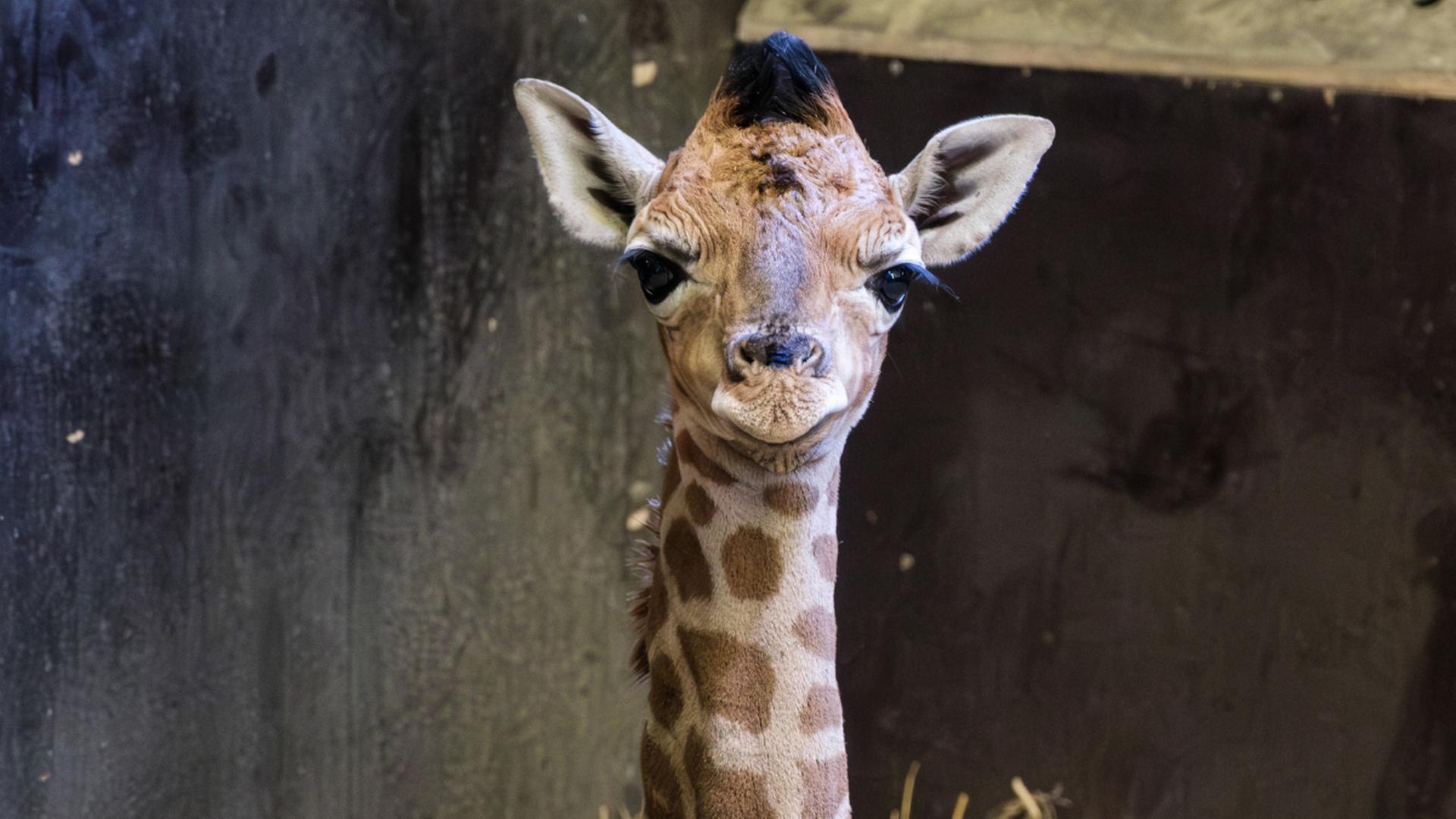 Giraffenkalb im Zoo Schwerin geboren: Aufzucht mit Flasche nötig