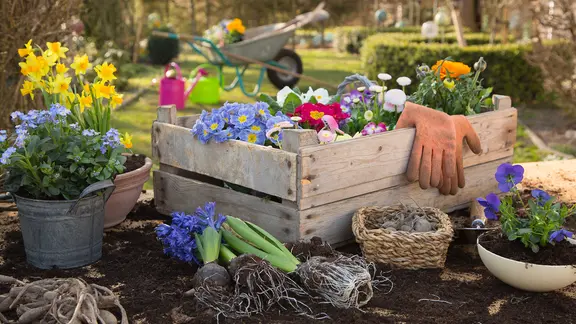 Frühlingsblumen in einer Kiste und Übertöpfen