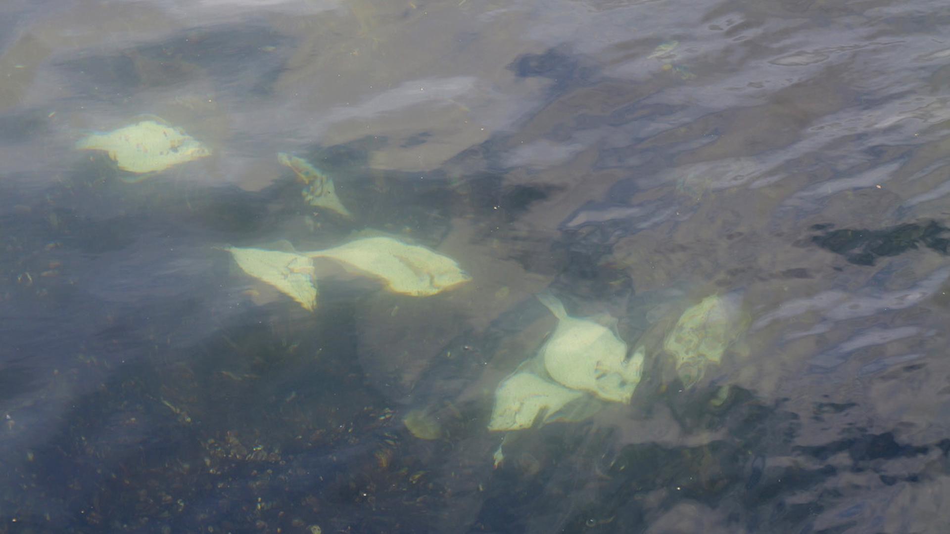 Fischsterben in der Ostsee: Videos zeigen mutmaßliche Wilderei