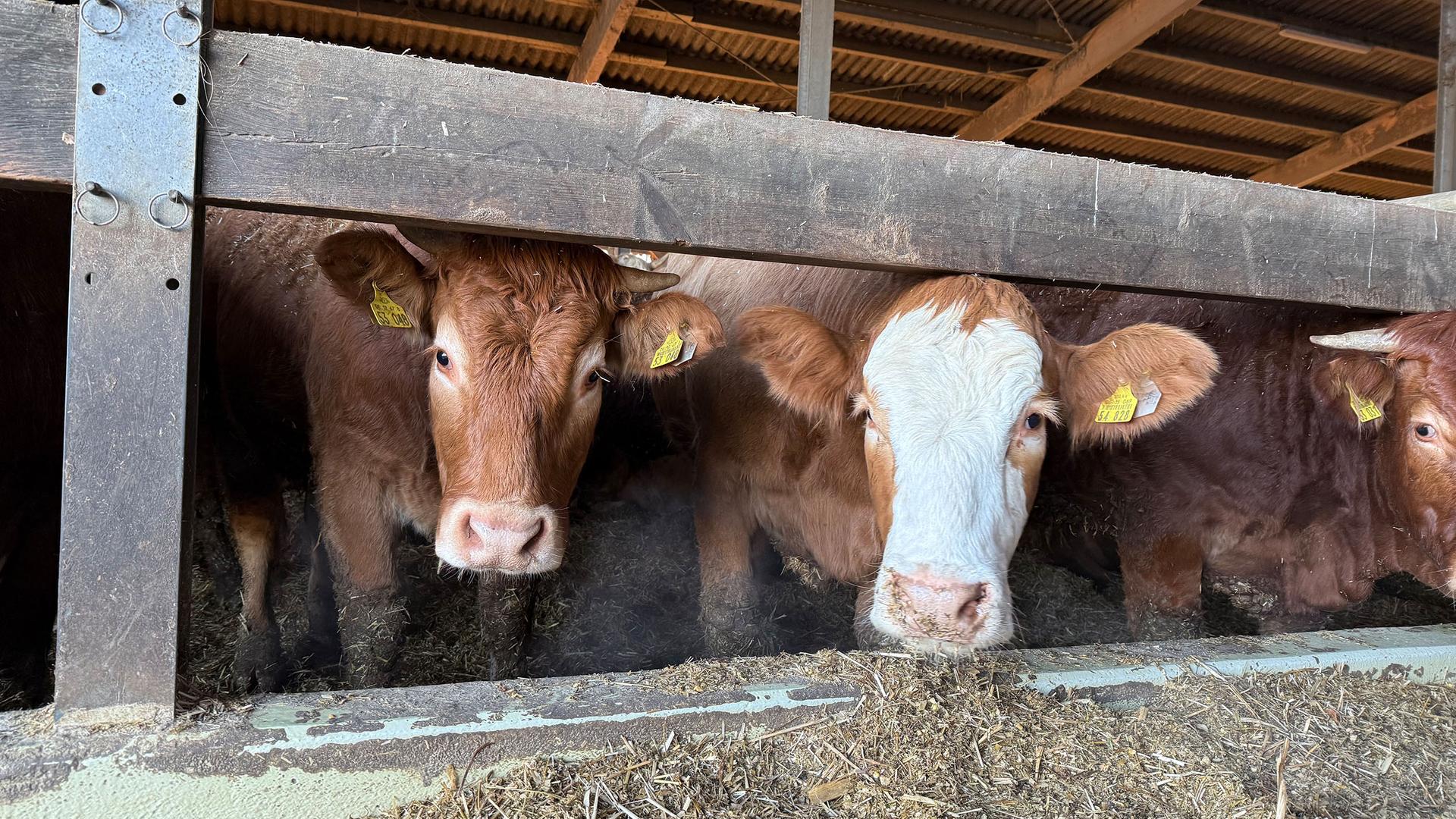 Hohe Preise für Rindfleisch: Was kommt davon bei den Bauern an?