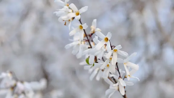 Diese Pflanzen blhen auch im Winter | ndr.de