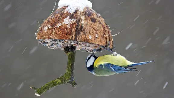 Sieht hübsch aus und ist einfach herzustellen: Vogelfutter in einer Kokosnussschale. | picture alliance / blickwinkel, F. Hecker Eine Blaumeise frisst aus einer mit Vogelfutter gefüllten halben Kokosnuss-Schale, die aufgehängt ist.