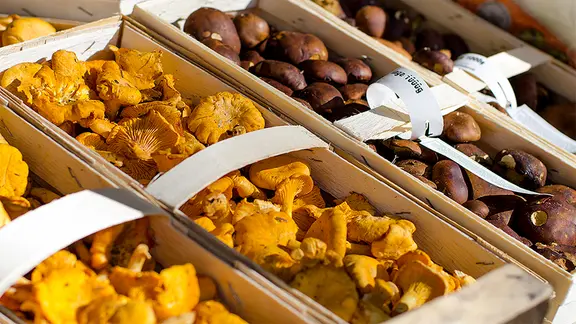 Verschiedene Pilze in Körben
