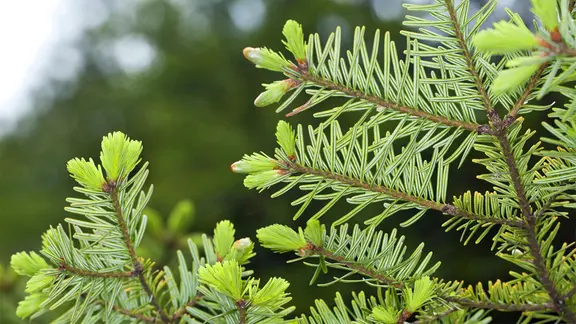 kentia palme künstlich XXL Kentia Palme liefern lassen – Green Me Up
