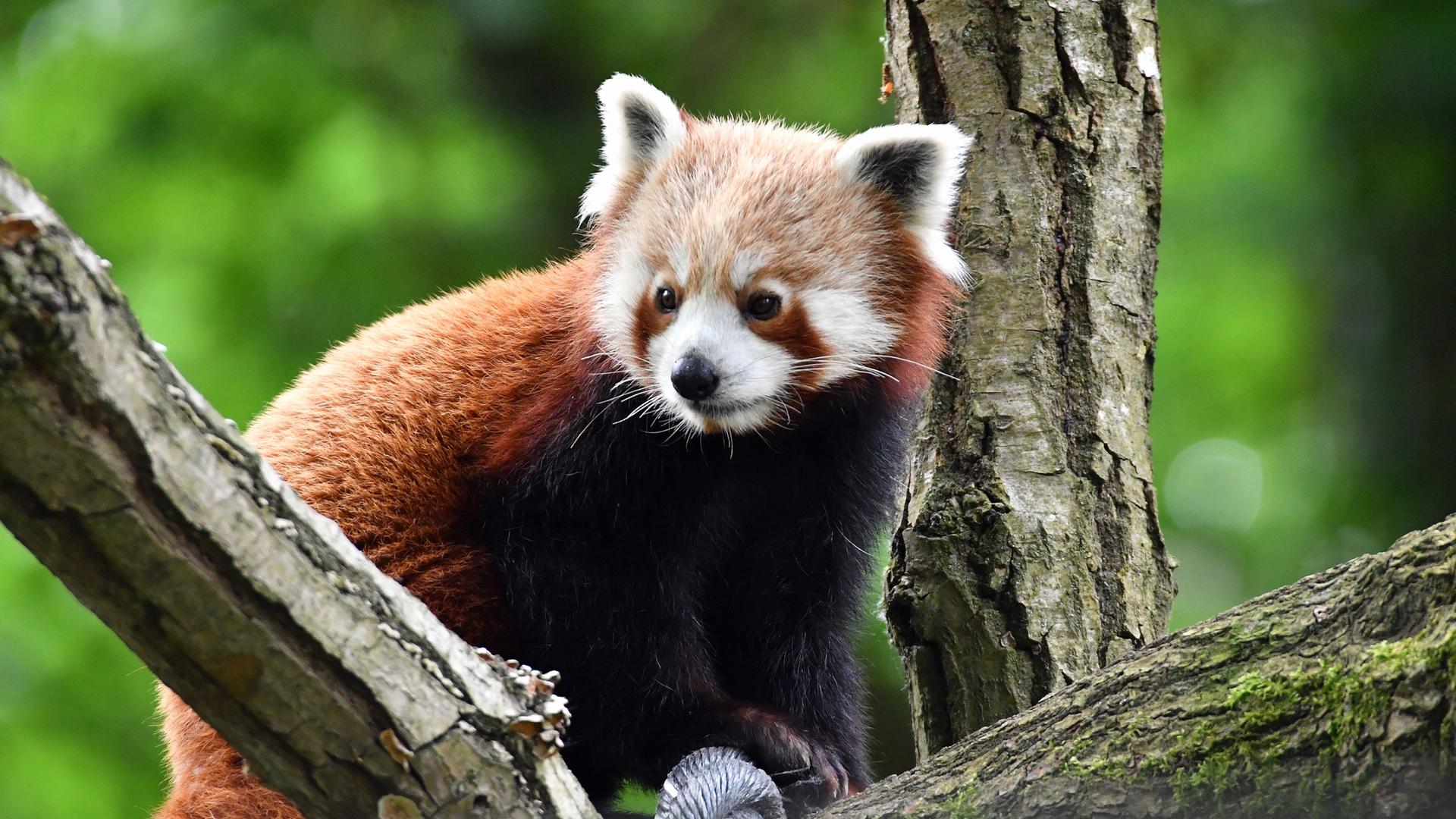 Rostocker Zoo zieht positive Jahresbilanz für 2025