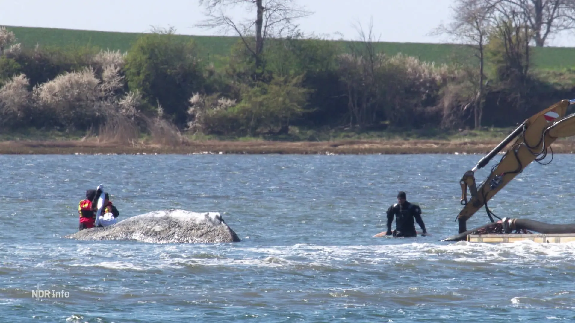 Buckelwal vor Poel: So ist der Stand der Rettungsaktion?