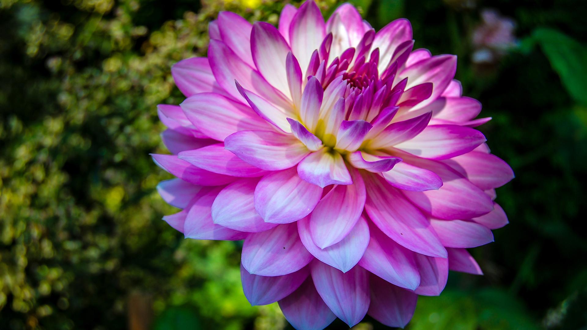 Blühende lila Dahlie in einem Garten. | AdobeStock/hanseat/nadezhda