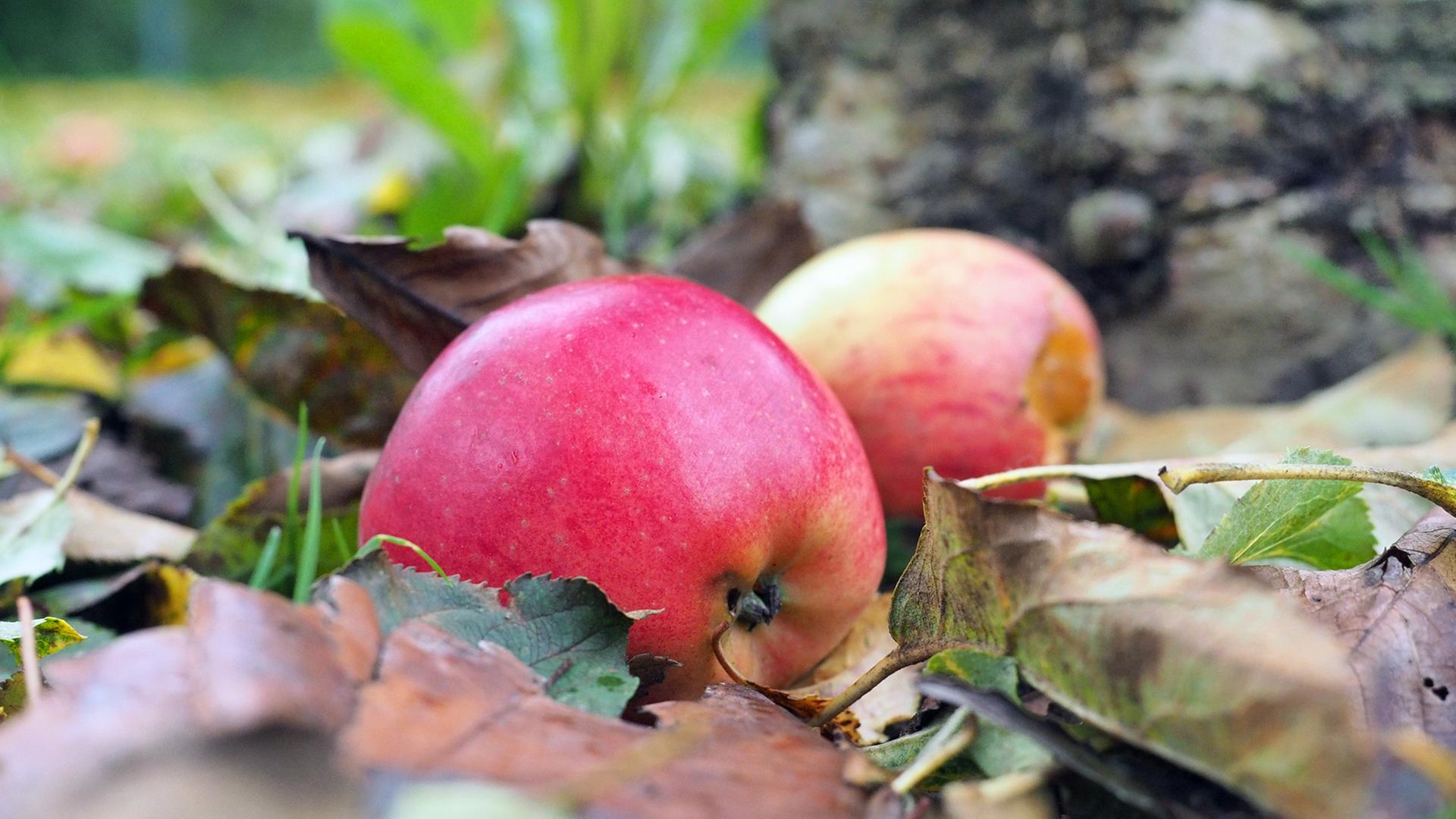 Vorsicht vor fallenden Herbstfrüchten: Wer ist zuständig?