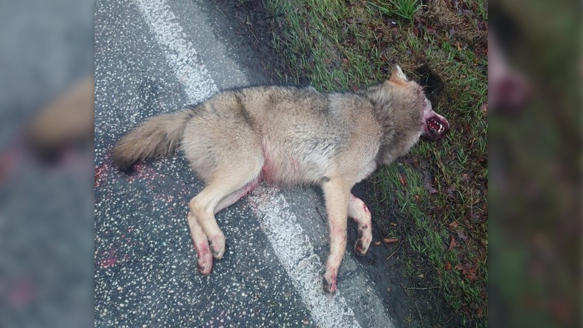 Südholstein: Zwei tote Wölfe innerhalb von drei Tagen