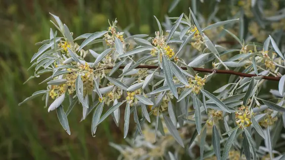 Der Zweig einer schmalblättrigen Ölweide mit gelben Blüten