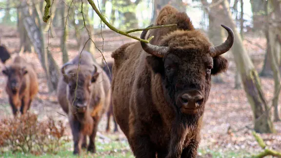 Eine Herde von Wisenten im Damerower Werder.