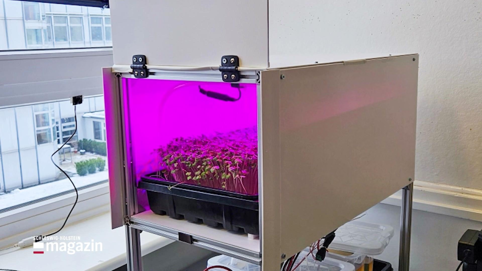 „Urban Farming“: FH Wedel erforscht Gemüseanbau in der Stadt