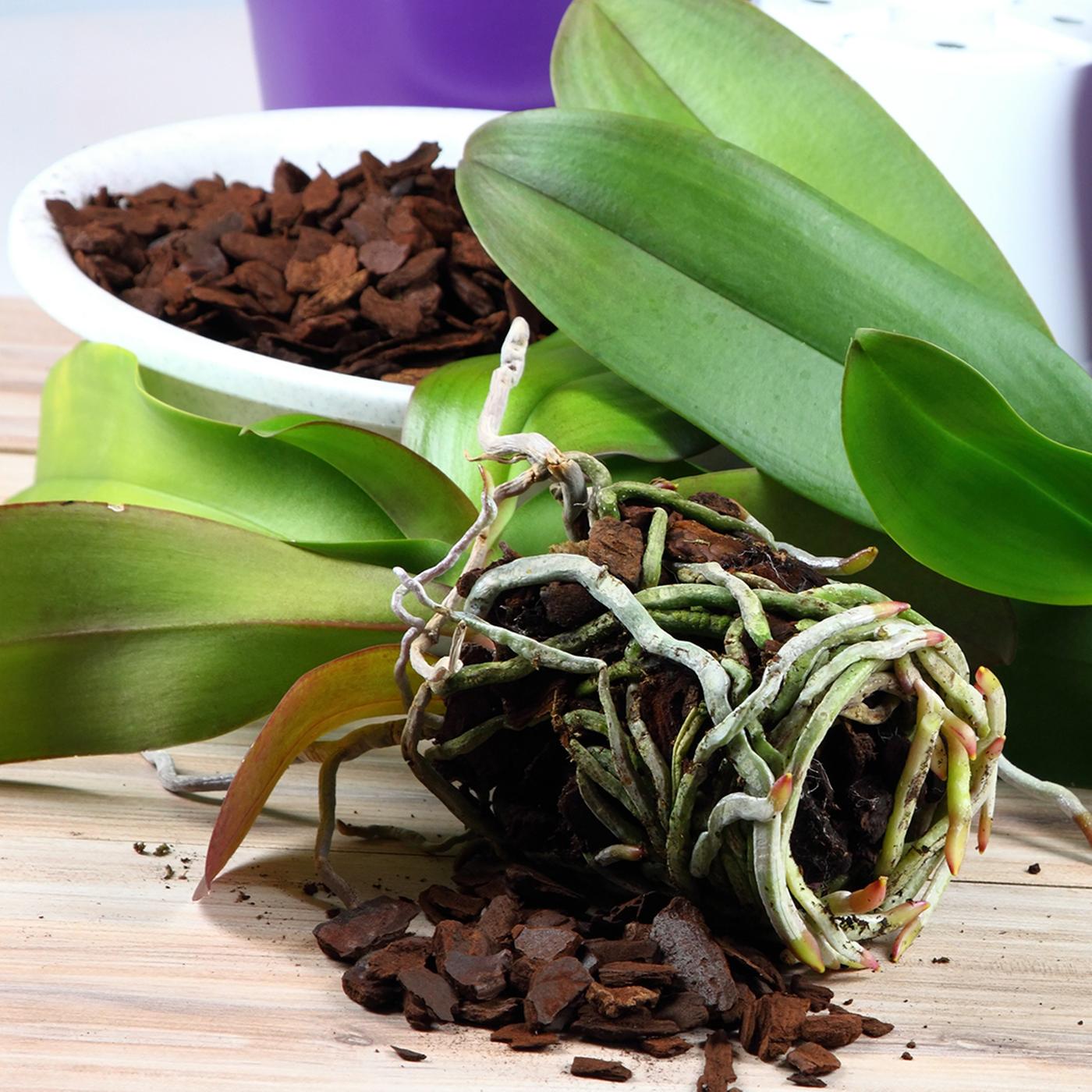 Orchideen umtopfen