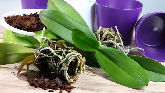 Zwei Orchideen, Orchideenerde und Blumentöpfe auf einem Tisch.