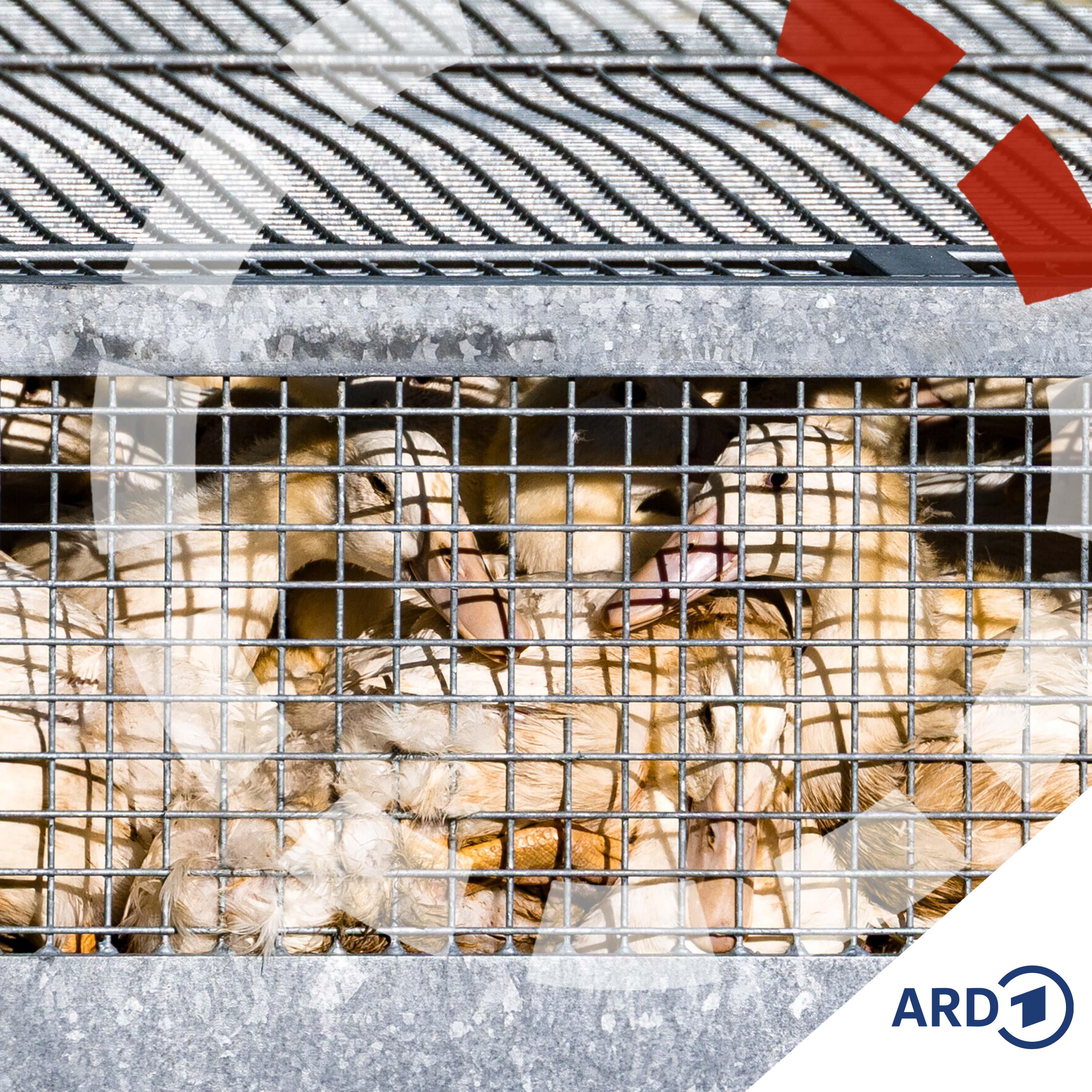 Sperrgebiet Stall - wo die Vogelgrippe Existenzen bedroht episode artwork