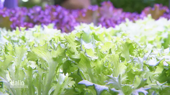 Nahaufnahme von Salat | Screenshot Nahaufnahme von Salat
