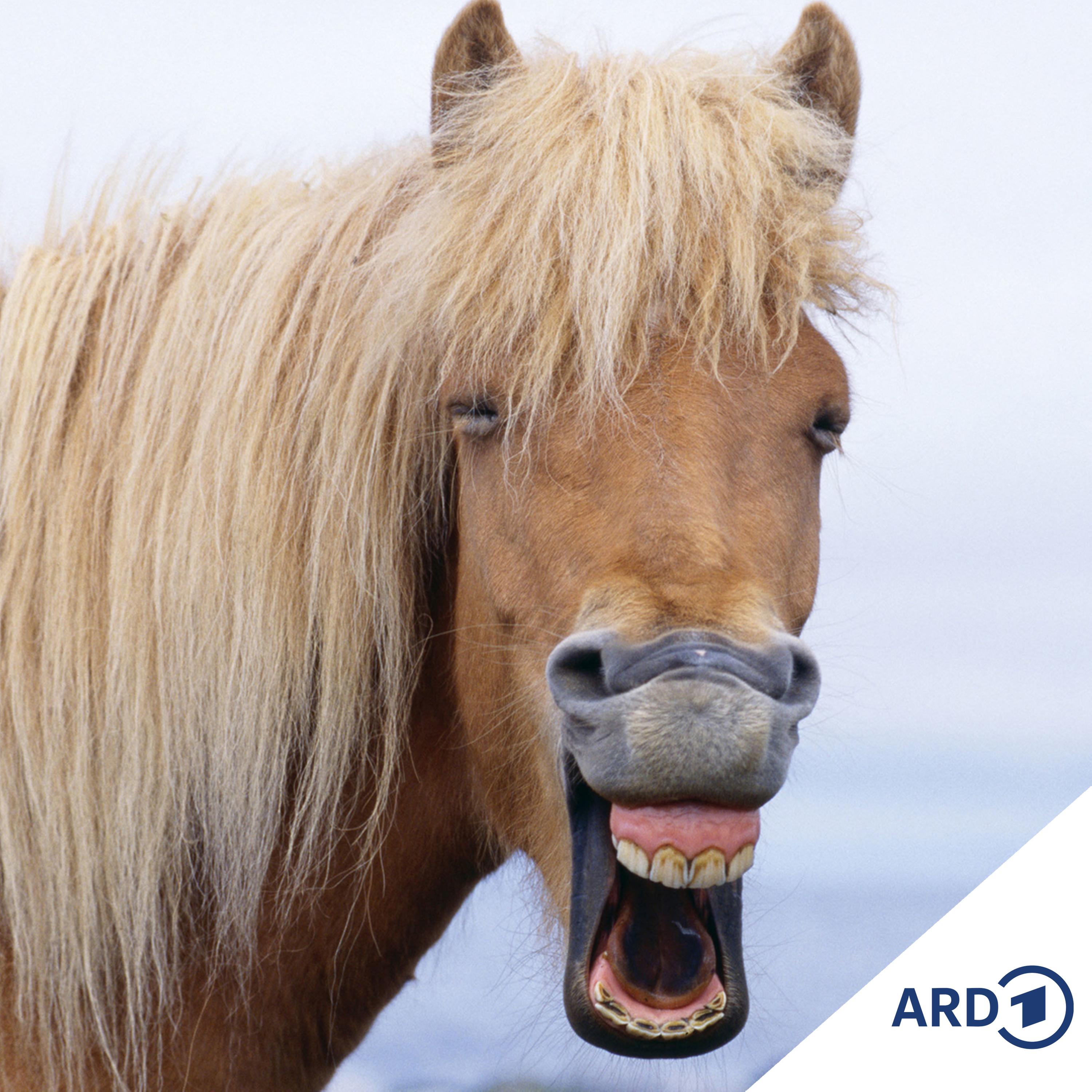 Reiten als Hobby