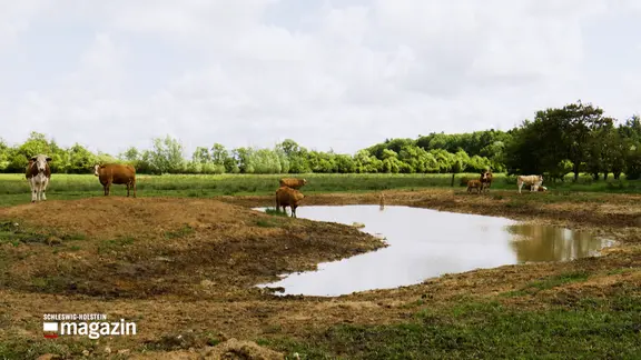 Kühne stehen neben einem Teich auf ihrer Weide