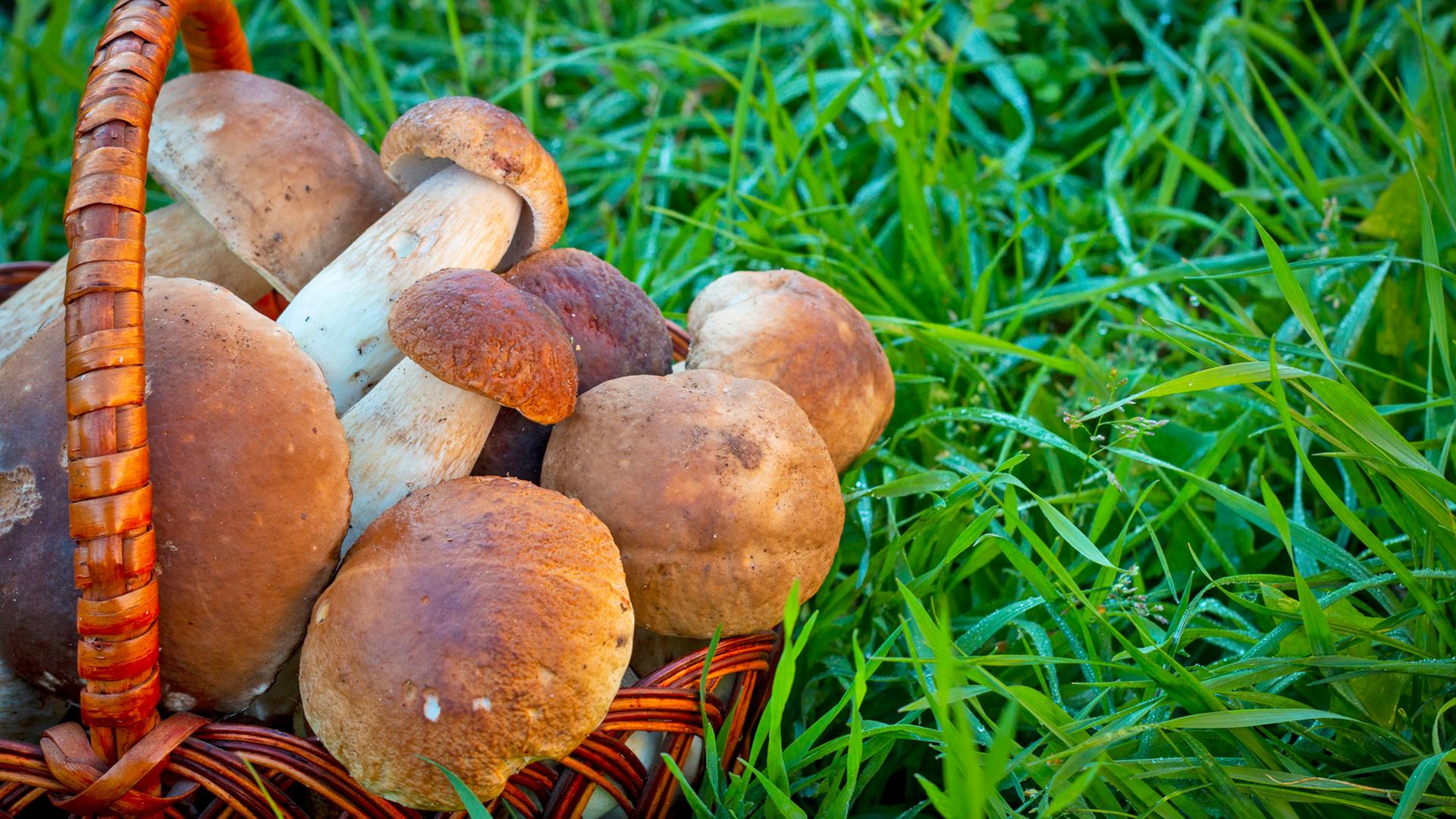 Ein Korb voller frisch gesammelter Pilze steht im Gras.  | Colourbox, Volodymyr Romanovskyi