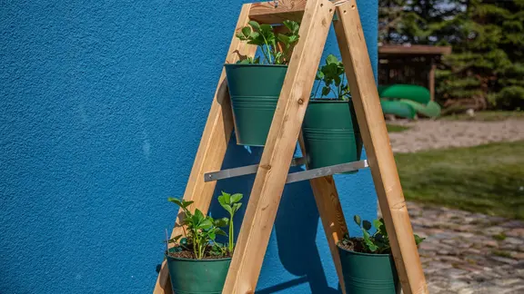 Erdbeerpflanze mit Blüten in einem Beet.