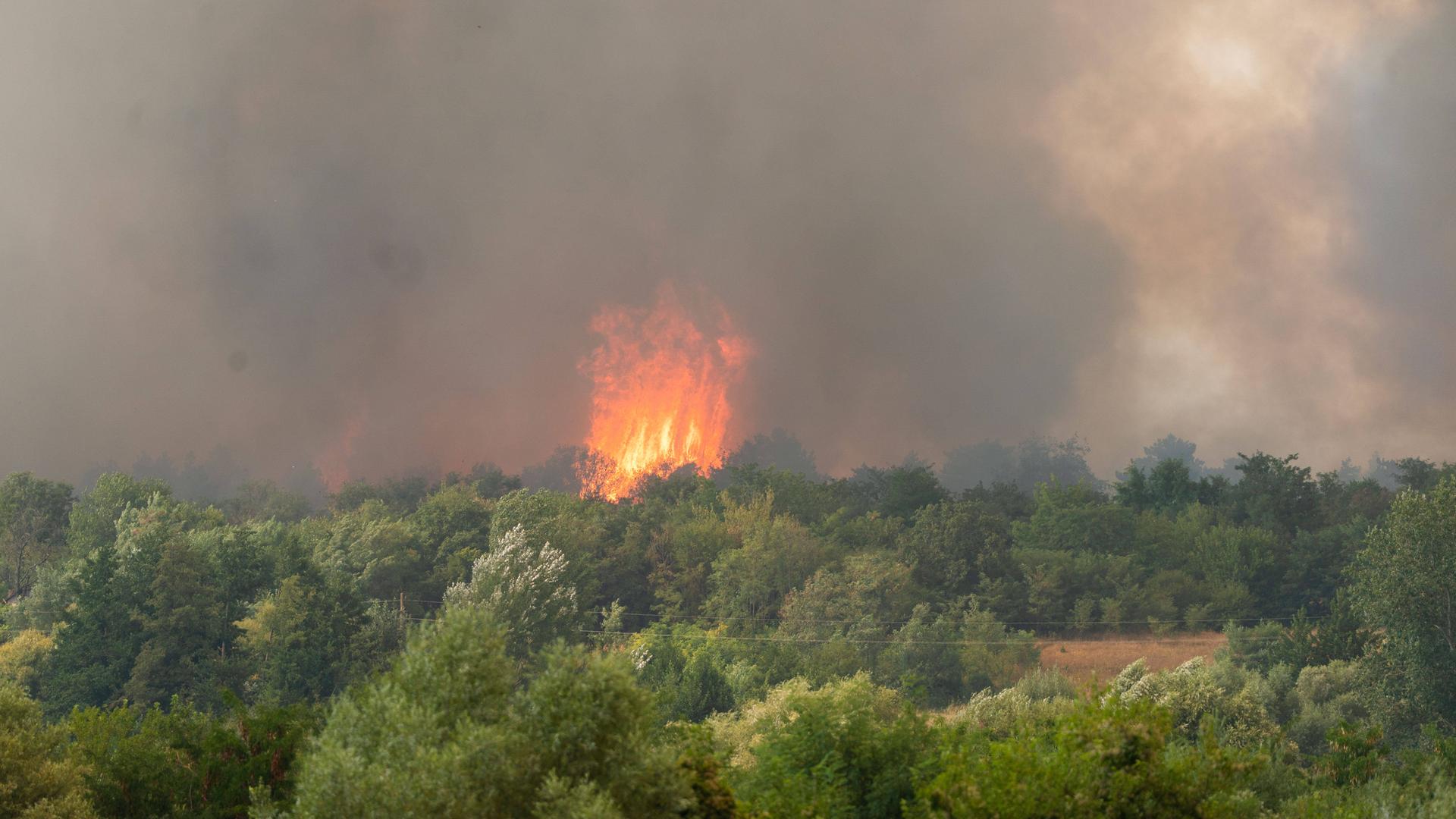 In der serbischen Provinz Vojvodina brennt seit Anfang August der Wald. | IMAGO / ZUMA Press