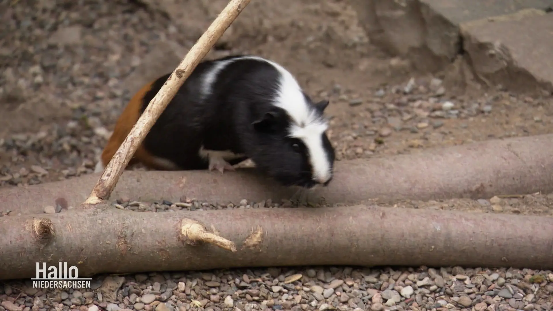 14 Meerschweinchen in Hildesheimer Wildpark gettet