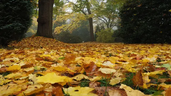 Herbstblätter bedecken den Boden vor einem Baum. | NDR, Anja Deuble Herbstblätter bedecken den Boden vor einem Baum.