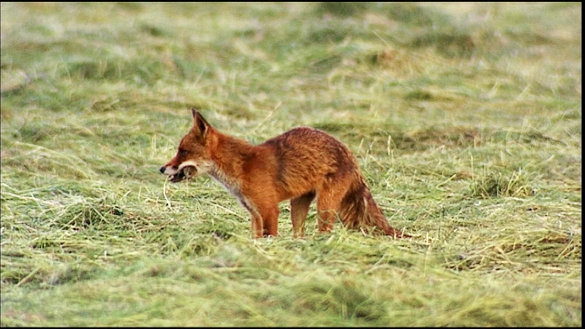 Studie zum Fuchsbandwurm: Jeder dritte Fuchs auf Rügen infiziert