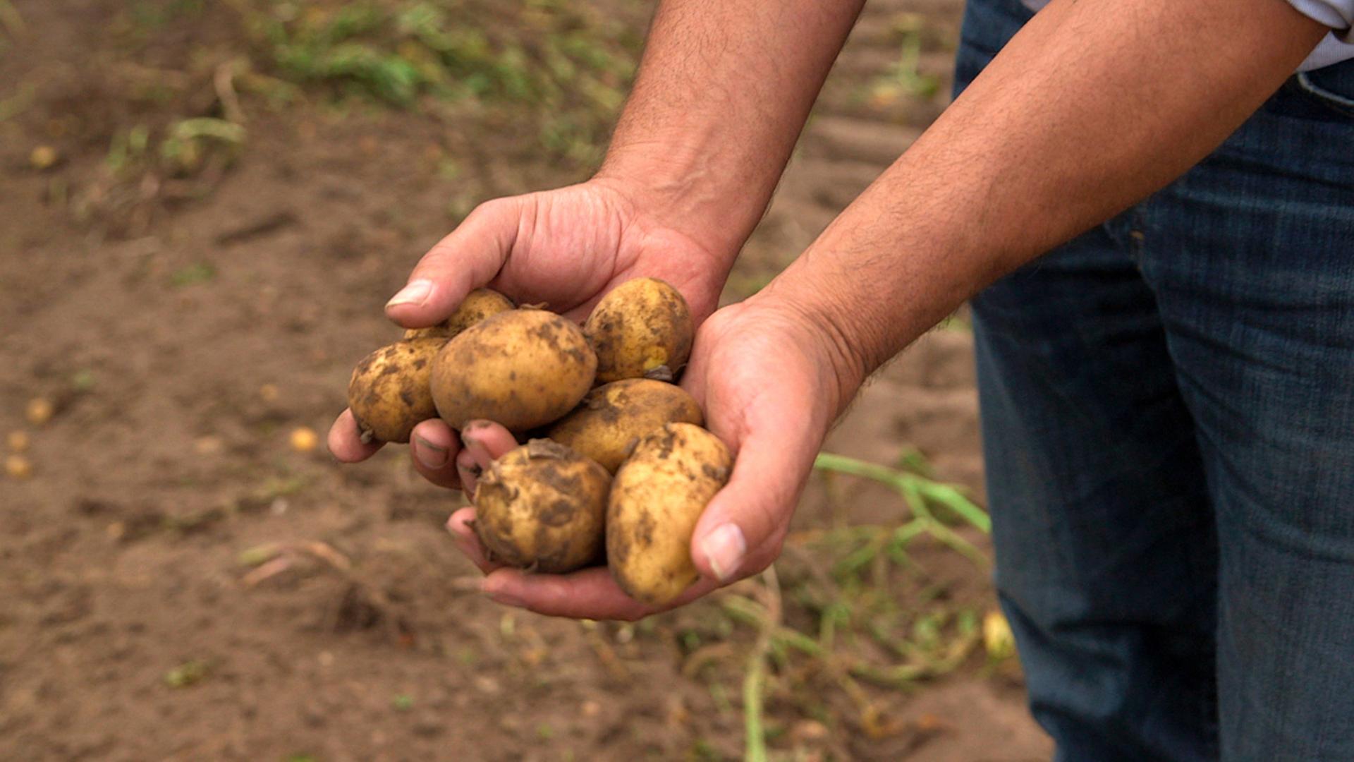 Trockenheit prägt die Ernte 2026 - Kartoffeln werden teurer