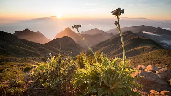 Ein Blick in die felsige Landschaft von Teneriffa.