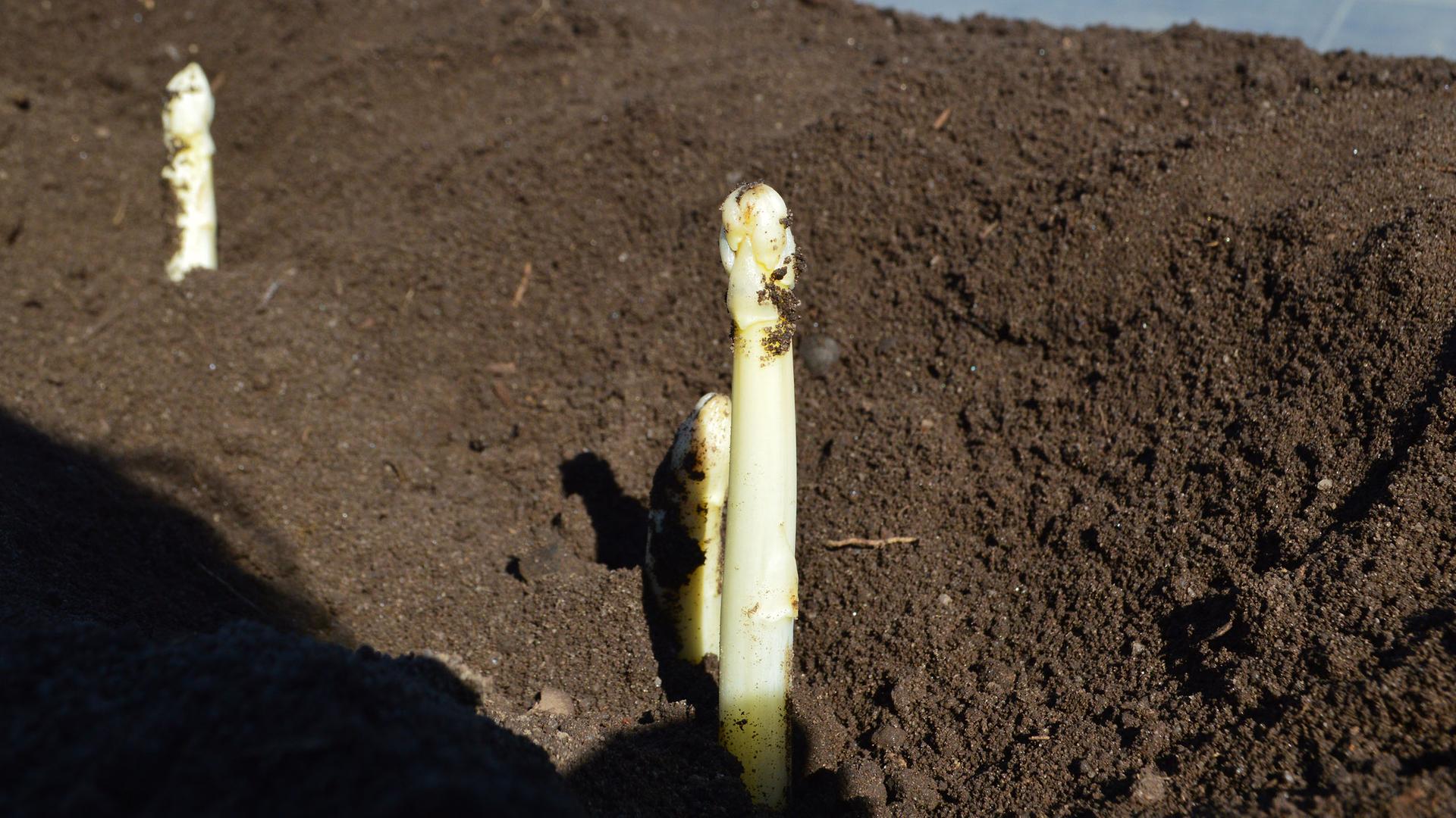 Spargel ragt aus der Erde. | NDR, Anne Passow