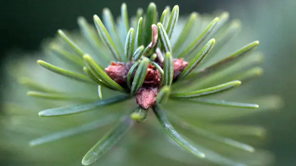 Der Zweig einer Nordmanntanne in Nahaufnahme.