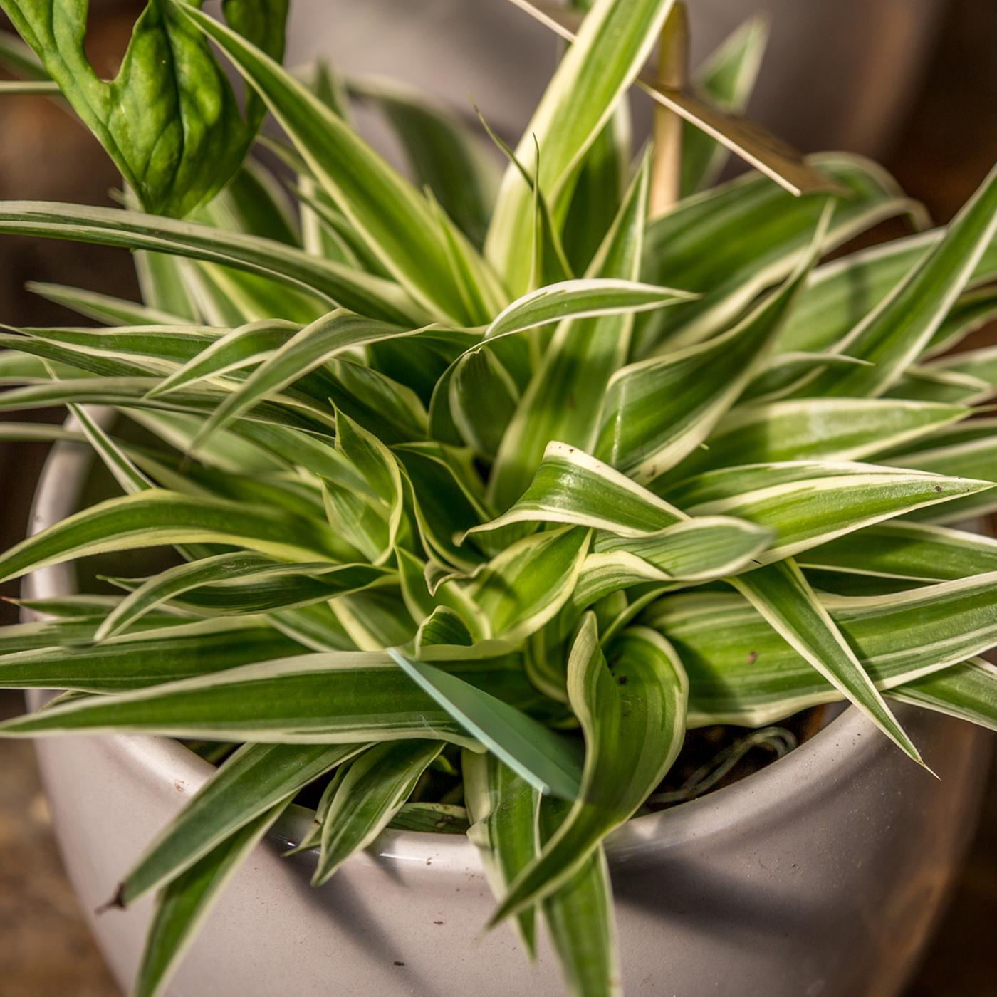 kunstpflanze hängend eukalyptus Eukalyptus hängende Kunstpflanze 65cm günstig online kaufen